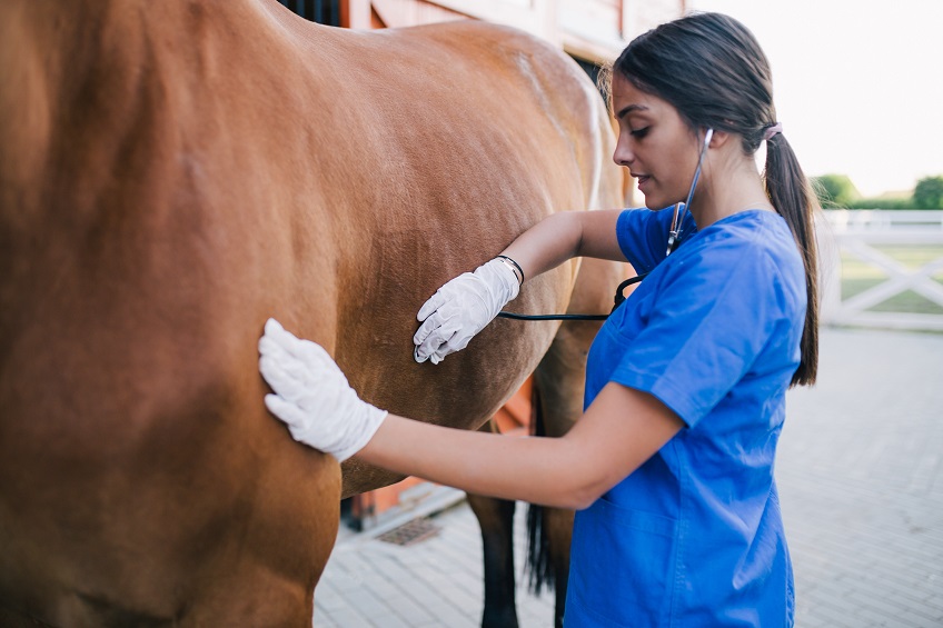 Técnico Superior en Ganadería y Asistencia en Sanidad Animal