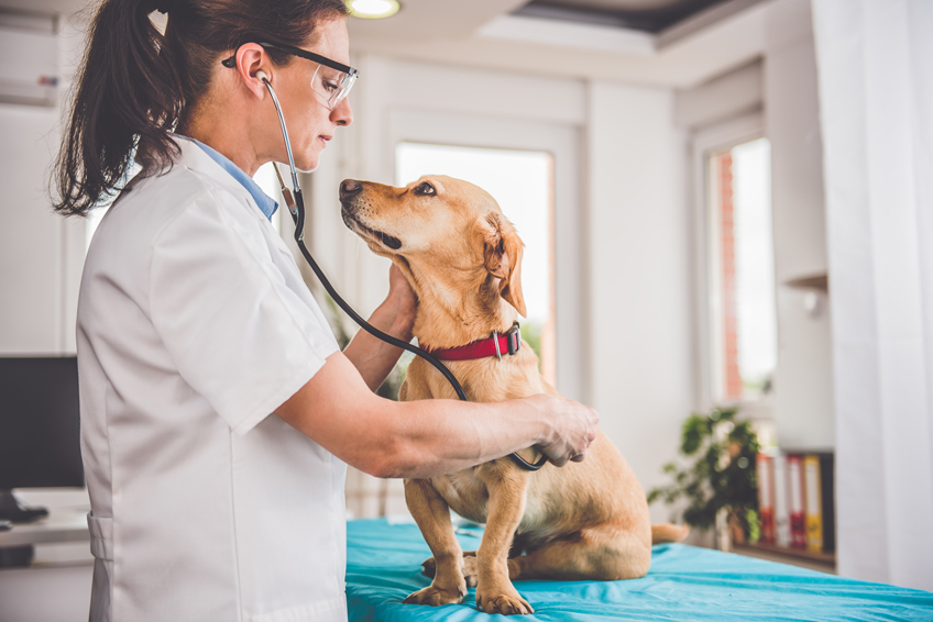 grado en veterinaria