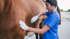 Técnico Superior en Ganadería y Asistencia en Sanidad Animal