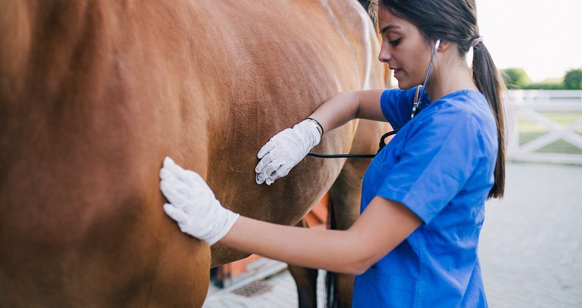 Técnico Superior en Ganadería y Asistencia en Sanidad Animal