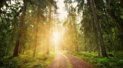 Técnico en Aprovechamiento y Conservación del Medio Natural