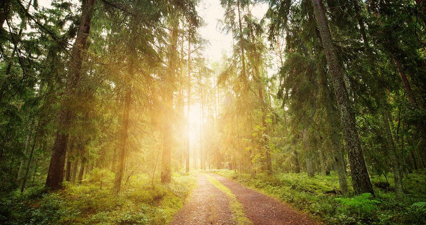 Técnico en Aprovechamiento y Conservación del Medio Natural