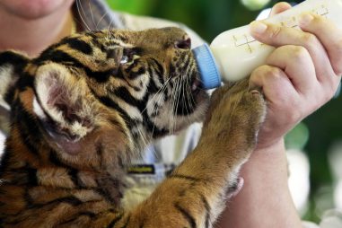 Cuidador de animales de zoológico