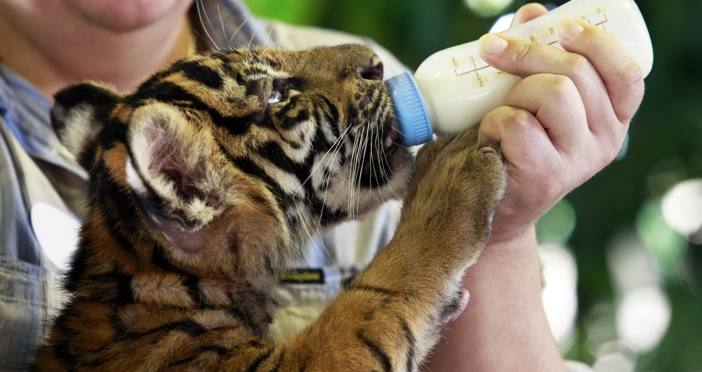 Животные пьют молоко. Человек кормит животных. Кормление тигрят. Тигренок пьет молоко. Человек ухаживает за животными.