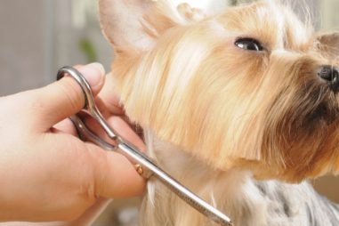 Peluquería canina