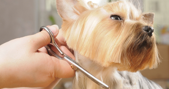 Peluquería canina