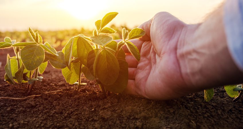 Técnico en Producción Agroecológica