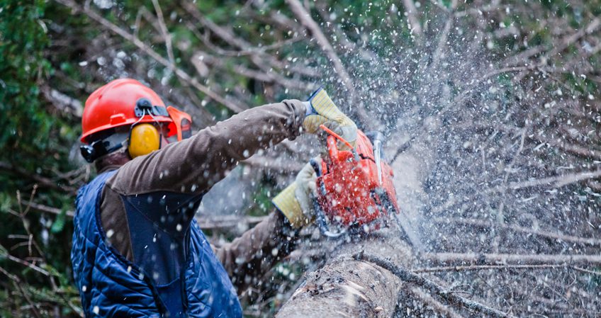 Técnico en Trabajos Forestales y de Conservación del Medio Natural