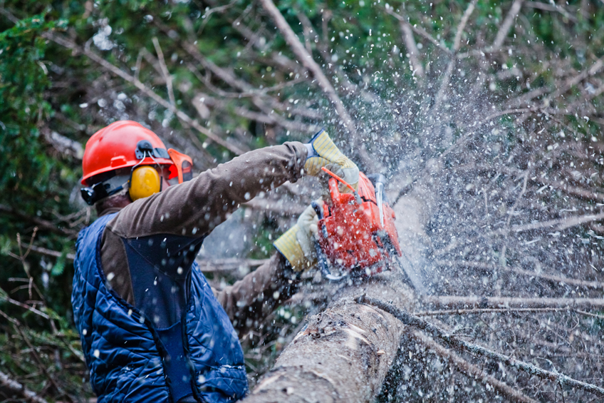 FP - Técnico trabajos forestales