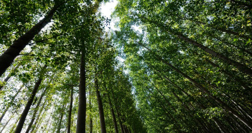 Técnico en gestión forestal