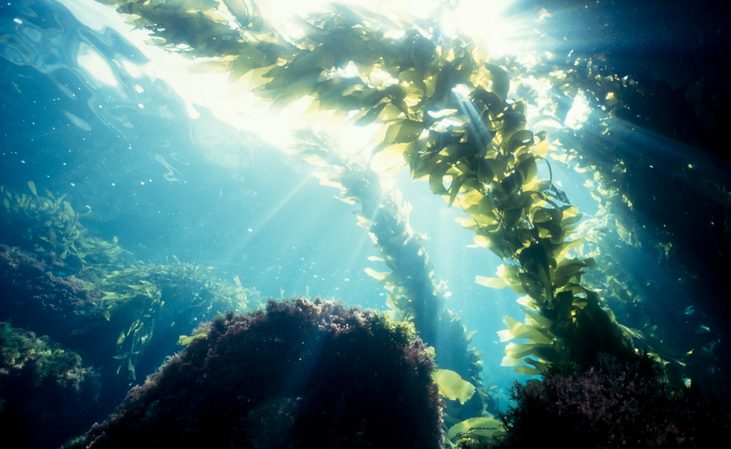 Descubre las ventajas de hacer un curso de botánica marina