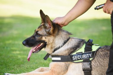 Cómo ser psicólogo canino y cuál es su labor con los perros