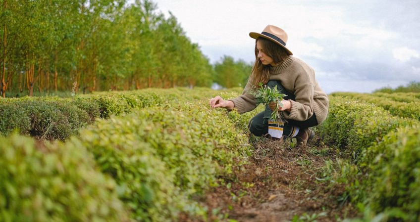 FP Familia Agraria: ¿Qué titulaciones puedes estudiar en esta familia de Formación Profesional y qué salidas profesionales ofrecen?